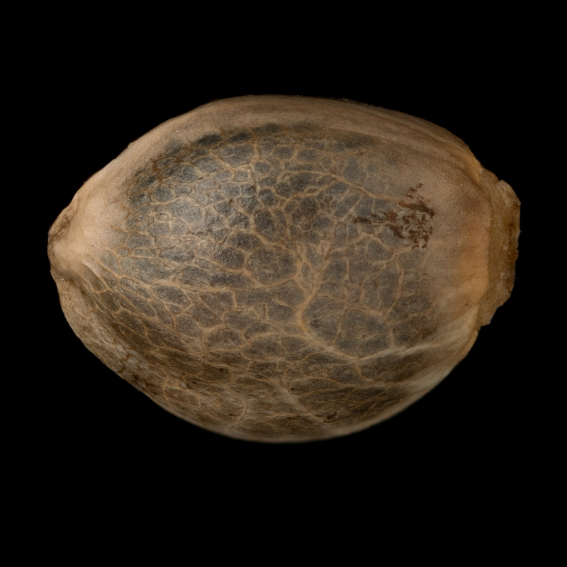 High-quality cannabis seeds for fast-growing strains